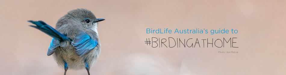 Vedholdende Europa pasta Bird Finder | BIRDS in BACKYARDS