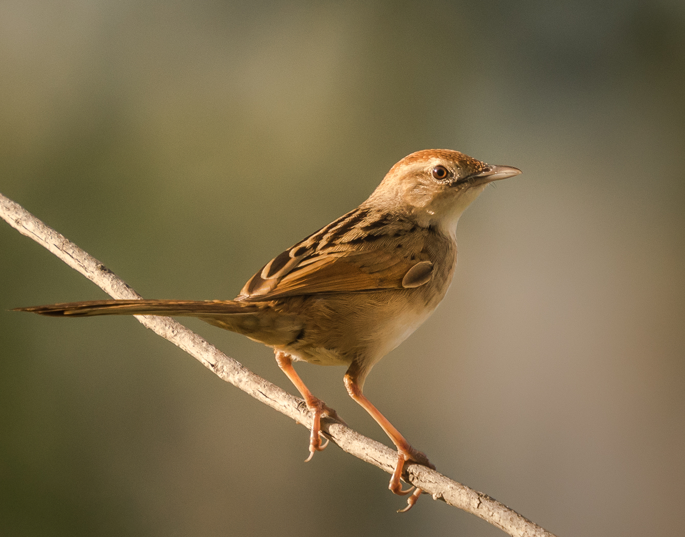 Tawny Grassbird | BIRDS in BACKYARDS