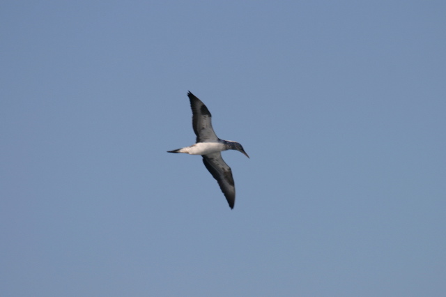 Australasian Gannet | BIRDS in BACKYARDS