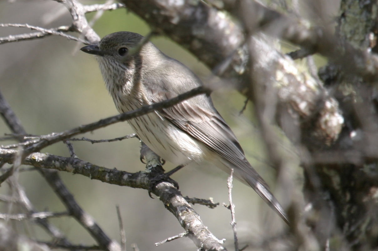 Rufous Whistler | BIRDS in BACKYARDS