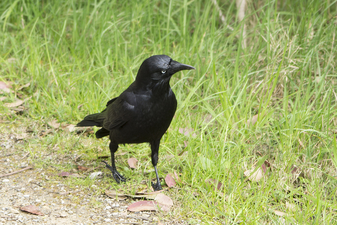 Little Raven | BIRDS in BACKYARDS