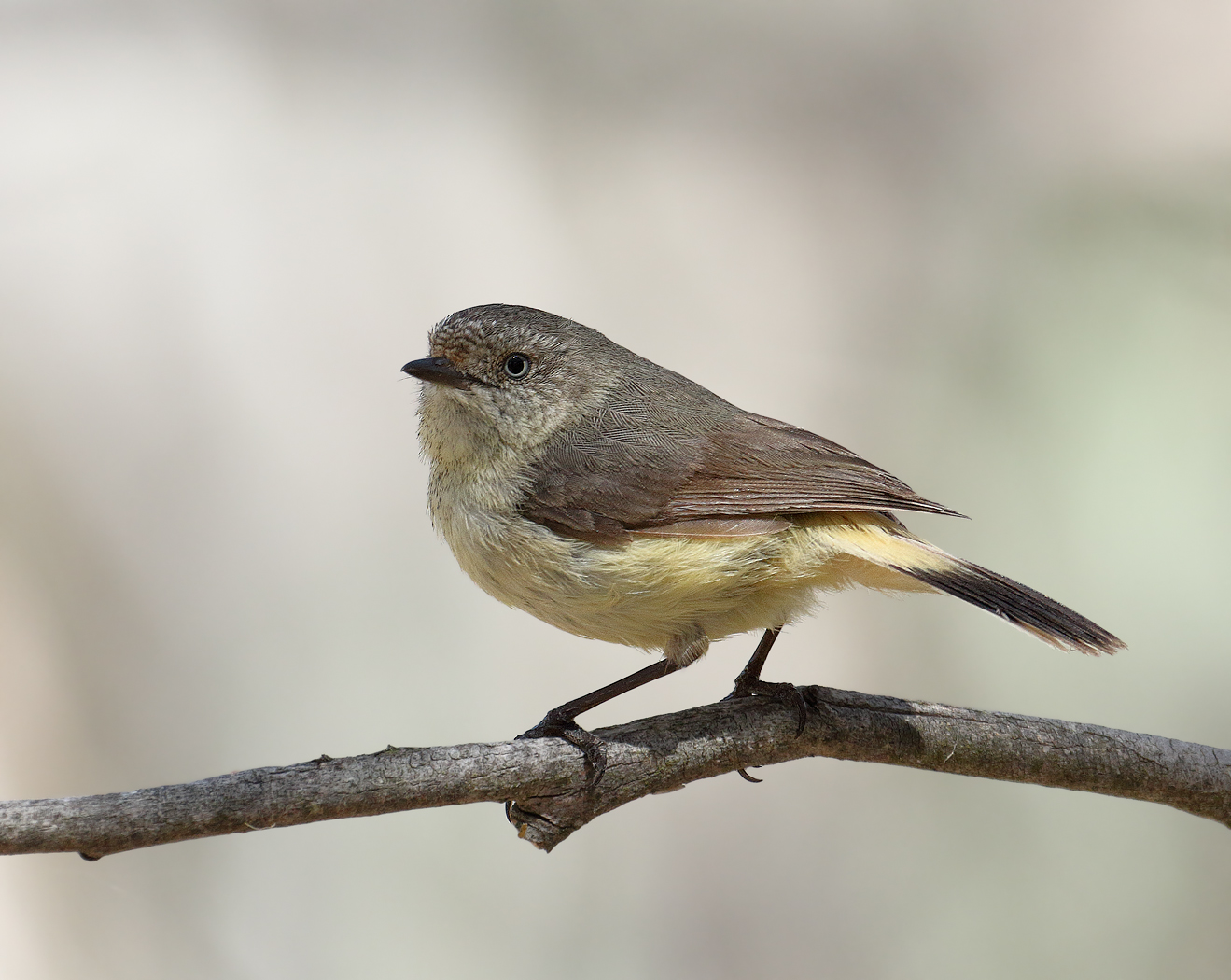 Buff-rumped Thornbill | BIRDS in BACKYARDS