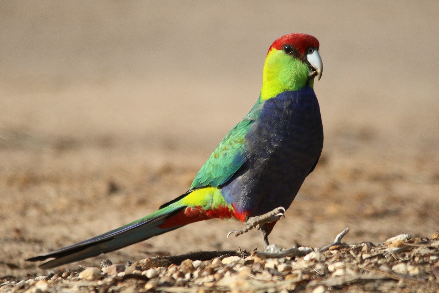 Red-capped Parrot 