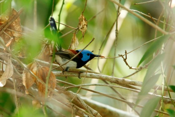 Far North Queensland | BIRDS in BACKYARDS