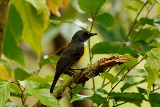 Samoa | BIRDS in BACKYARDS