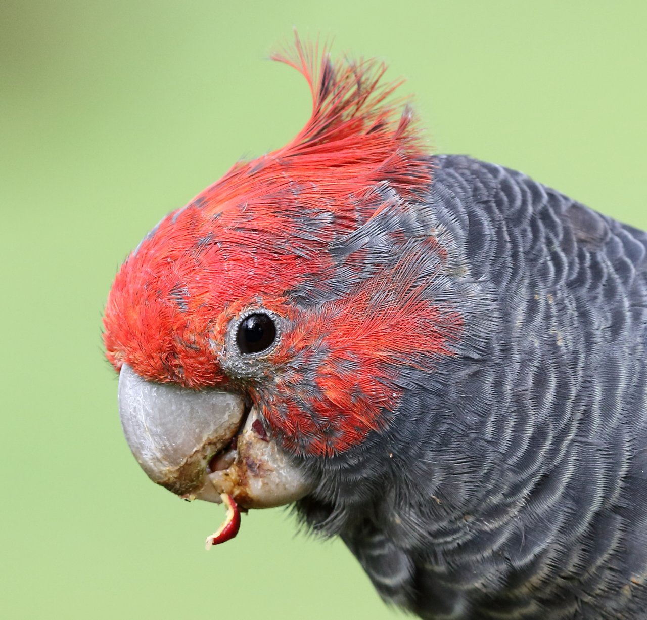 Gang-gang Cockatoo Surveys and Investigations - Canberra Birds