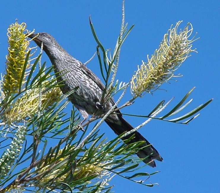 australian nectar feeders