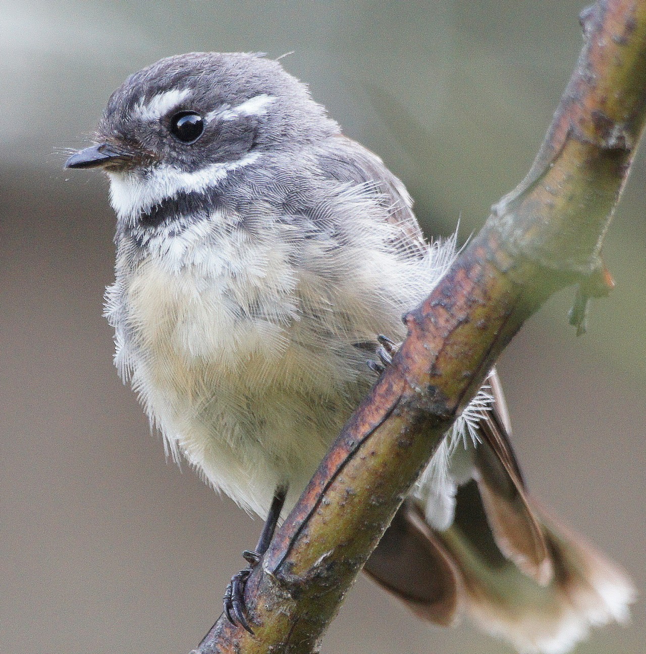 the missing Grey Fantail Baby | BIRDS in BACKYARDS