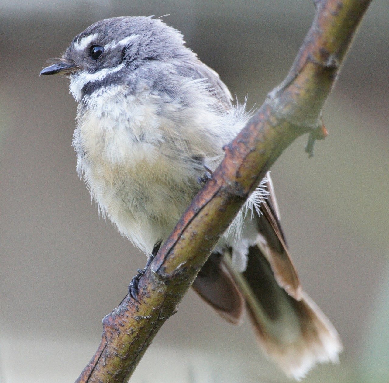 the missing Grey Fantail Baby | BIRDS in BACKYARDS