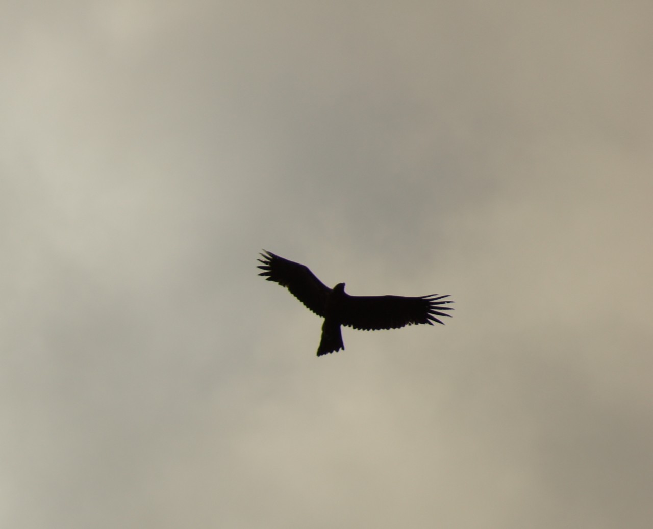 Is this a Wedge Tailed Eagle | BIRDS in BACKYARDS