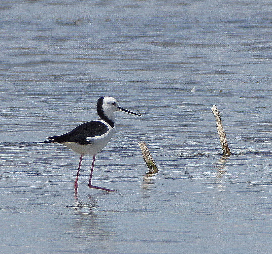 Cheetham Wetlands | BIRDS in BACKYARDS