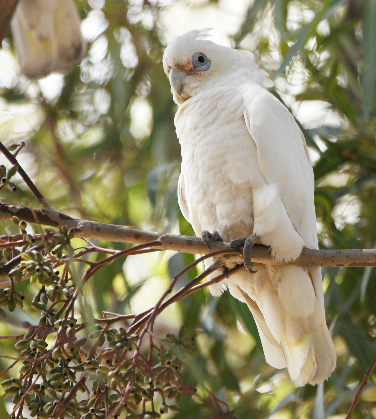 Sydney CBD Corellas | BIRDS in BACKYARDS