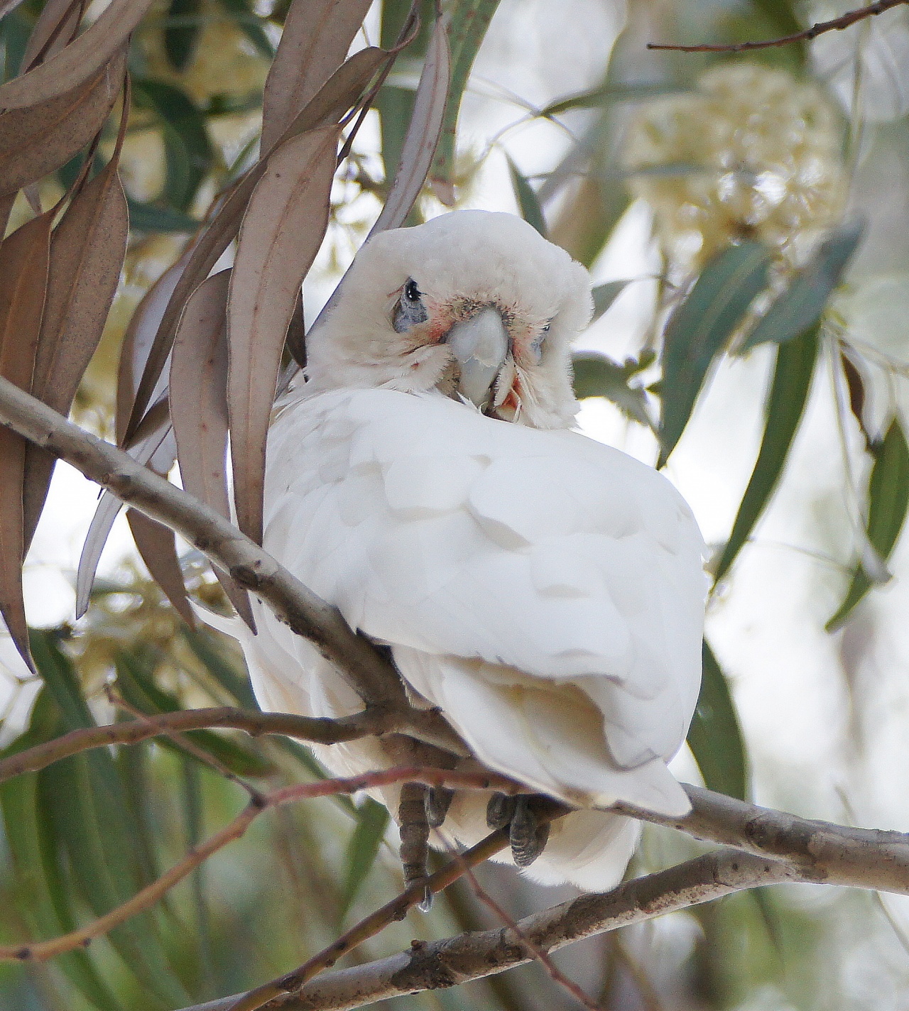 Sydney CBD Corellas | BIRDS in BACKYARDS