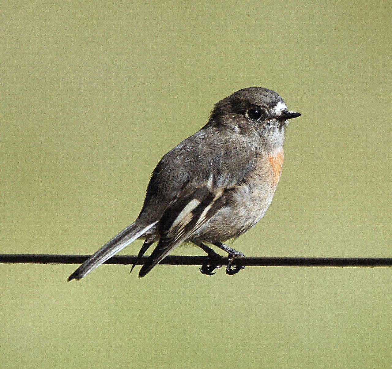 The Scarlet Robins are back | BIRDS in BACKYARDS