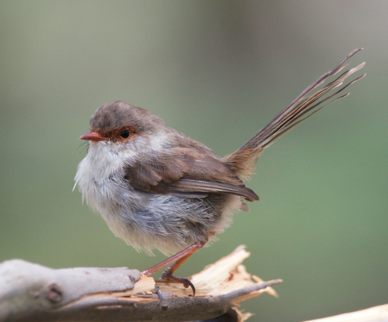 Superb Fairy Wren Girl | BIRDS in BACKYARDS