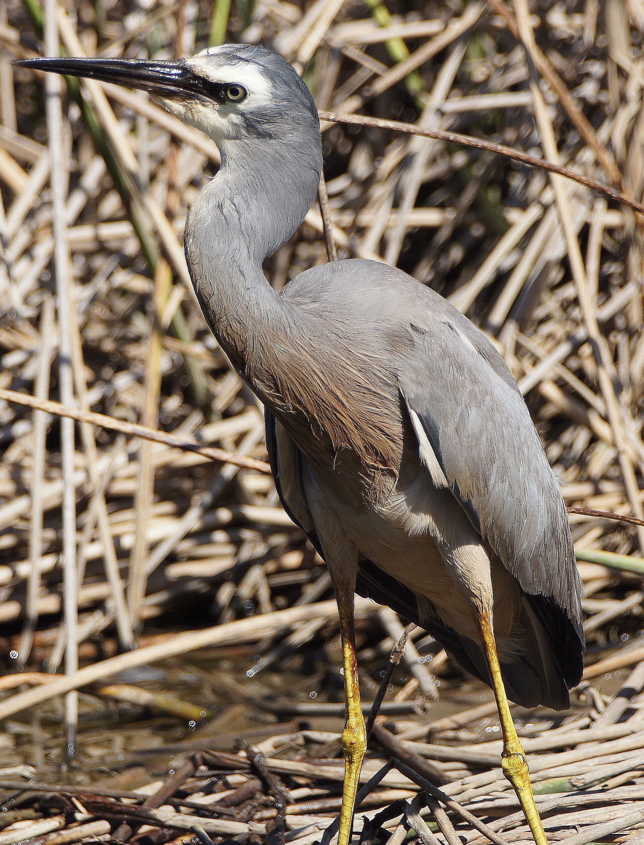 Great Egret And White-faced Heron 