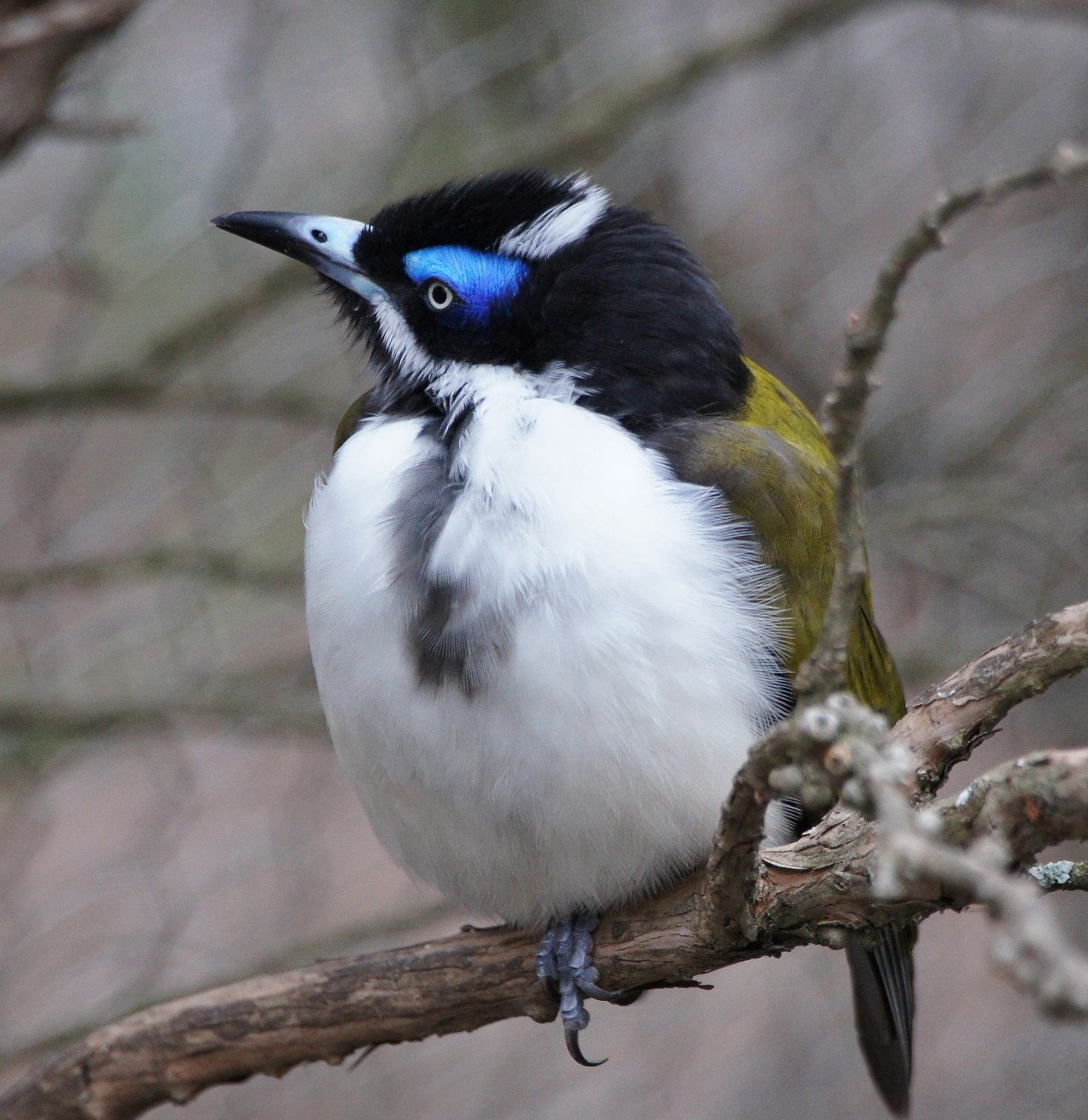 Blue-faced Honeyeater | BIRDS in BACKYARDS