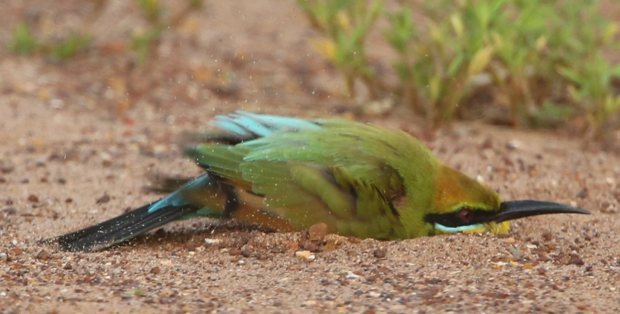 Sand bath | BIRDS in BACKYARDS