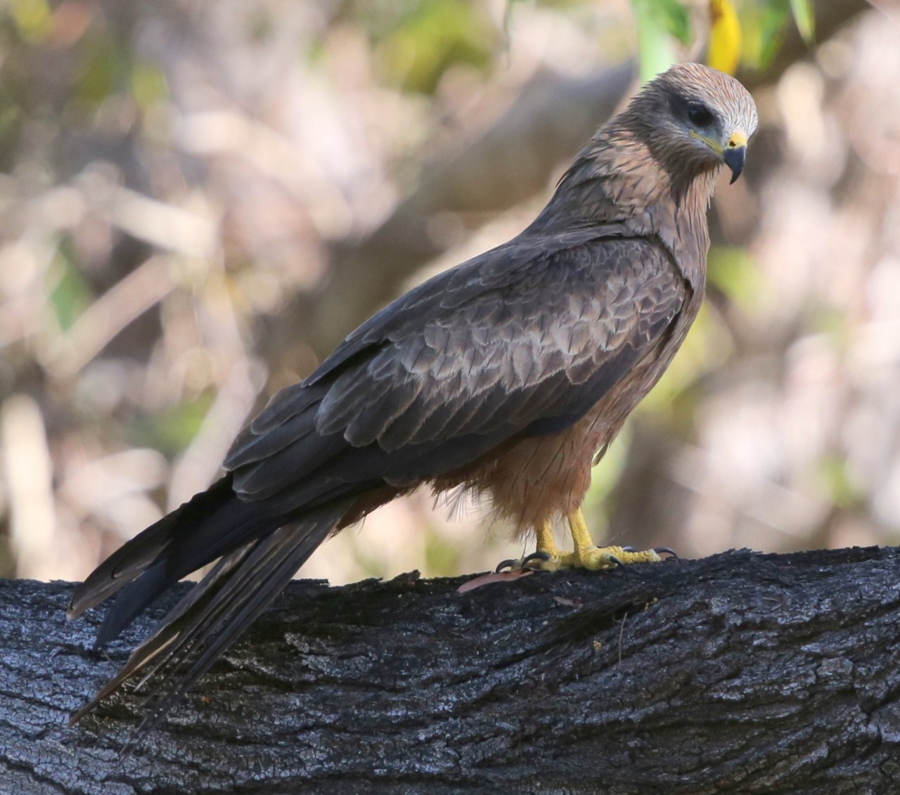 All I Seemed To See Today Was Hawks! 