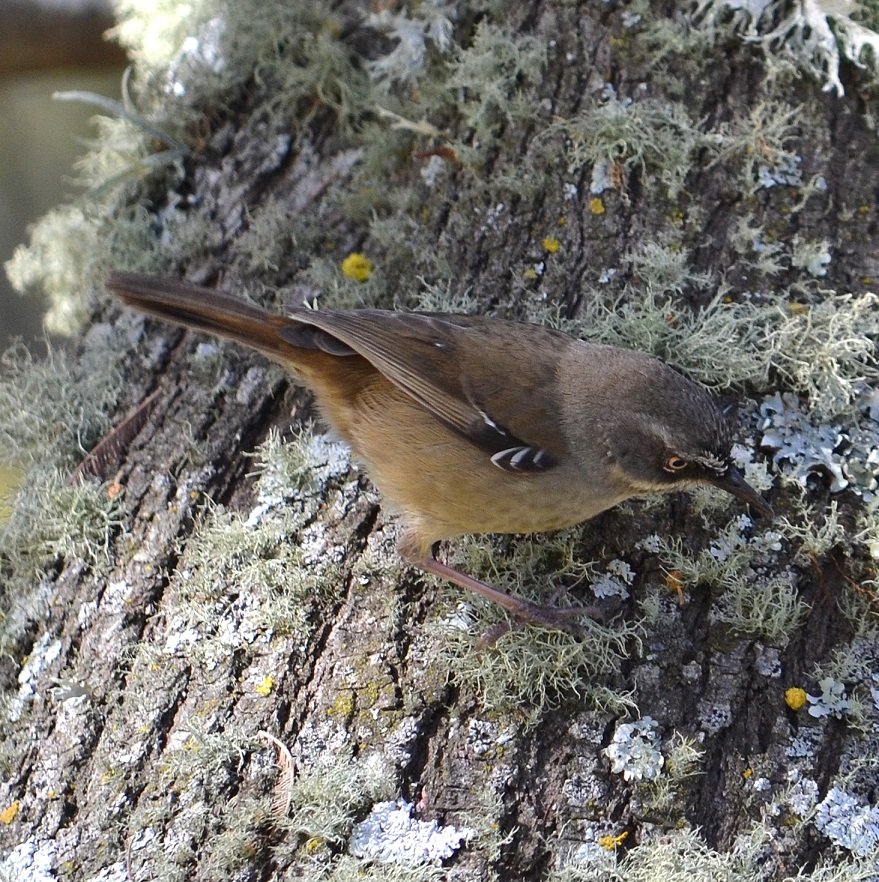 Lunch time birds | BIRDS in BACKYARDS