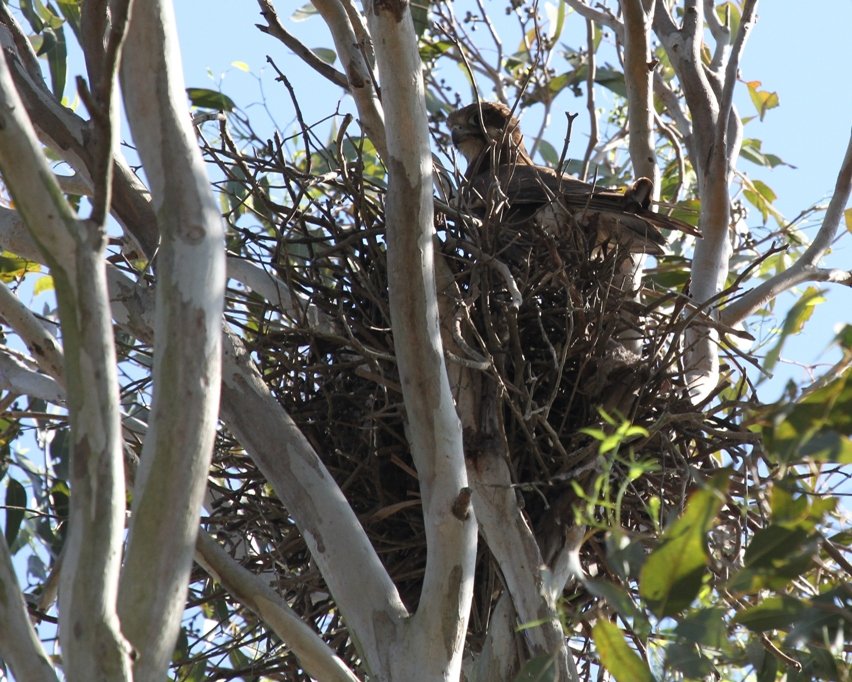 Bird of the Week: 22nd October - Nests/Breeding - thread 2 *use this ...