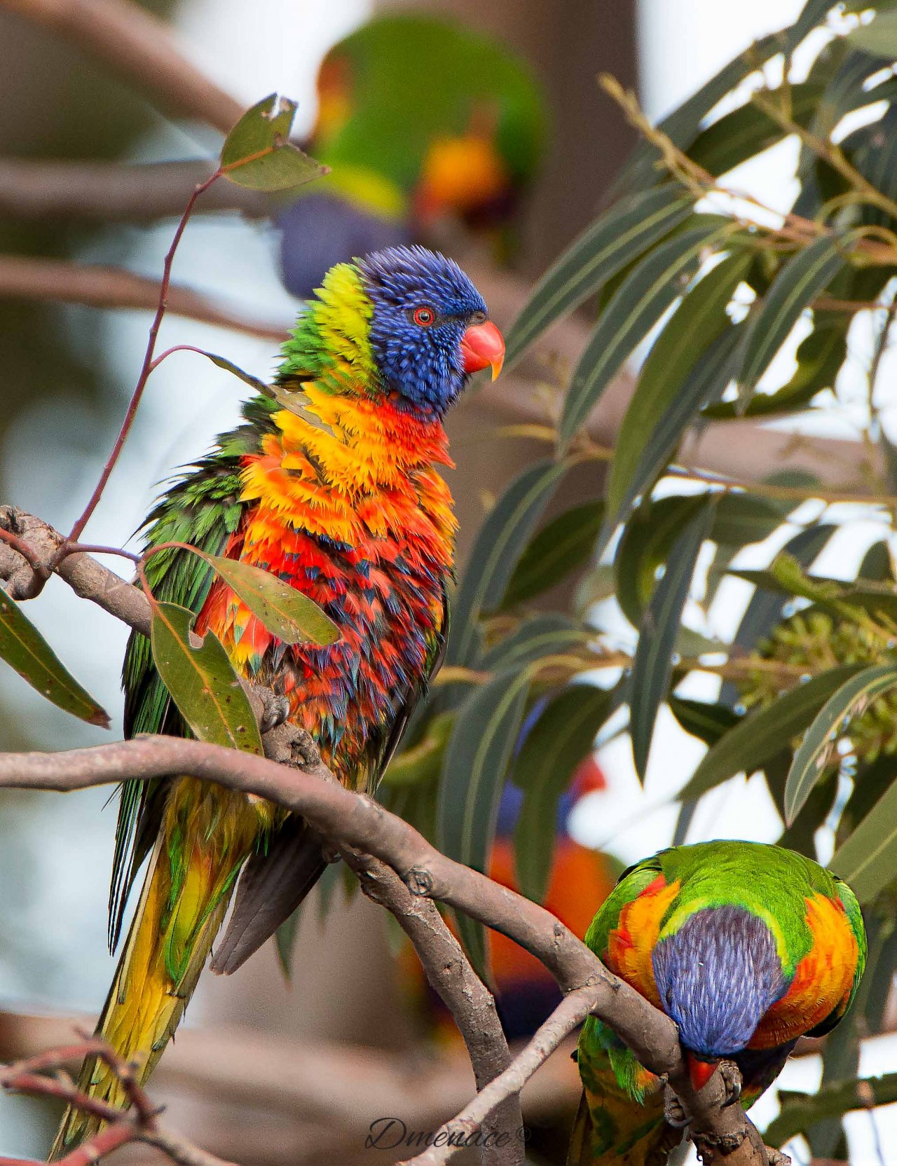 Rainbow Lorikeets In The Trees Across The Road. 