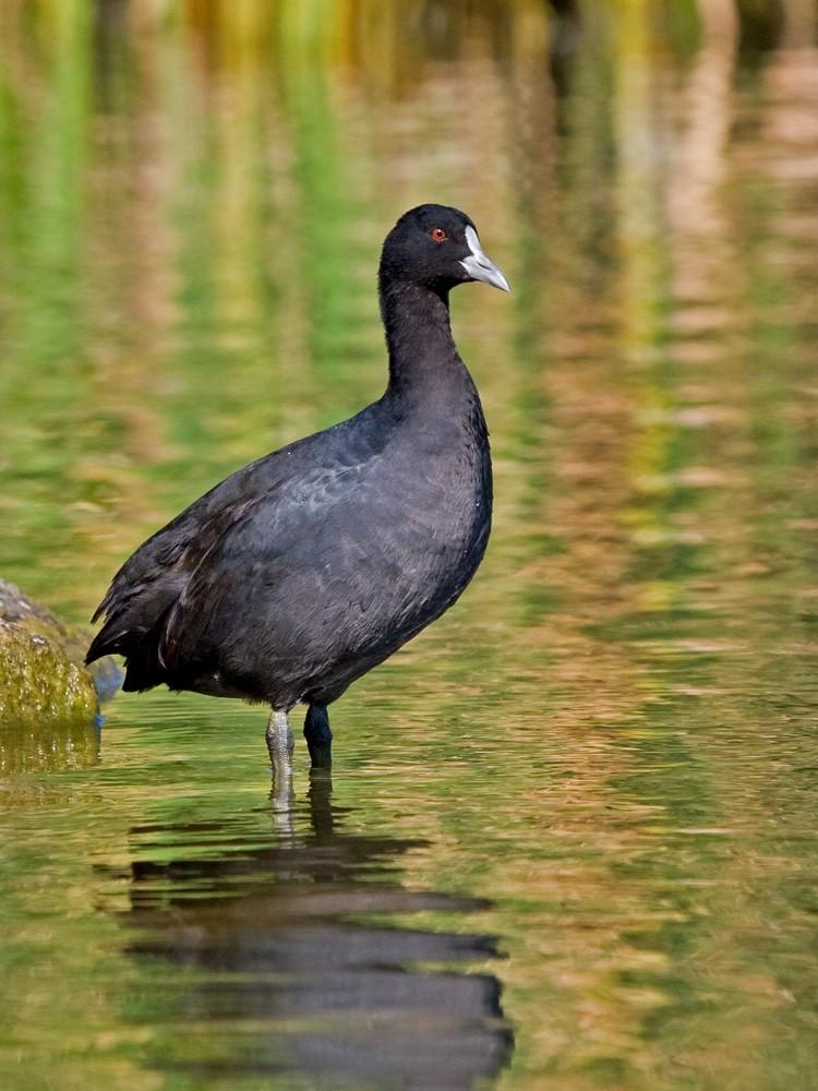 Karkarook Park. | BIRDS in BACKYARDS