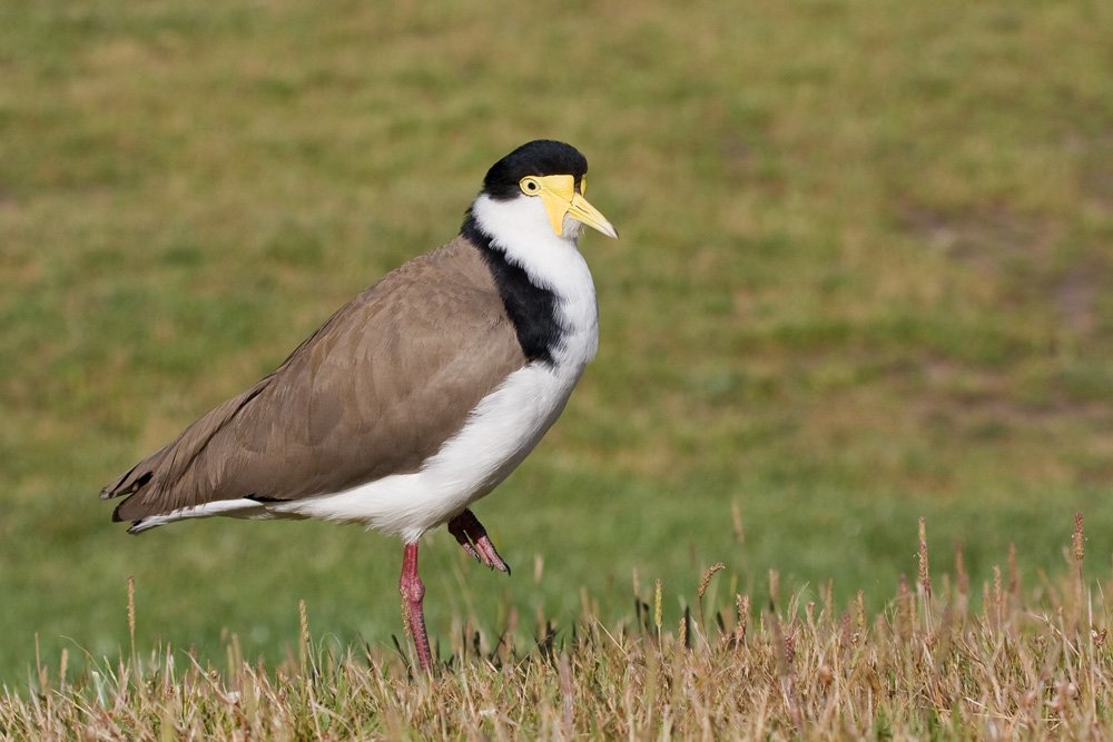 Masked Lapwings. | BIRDS in BACKYARDS