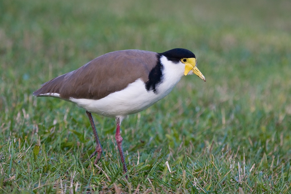 Masked Lapwing. | BIRDS in BACKYARDS