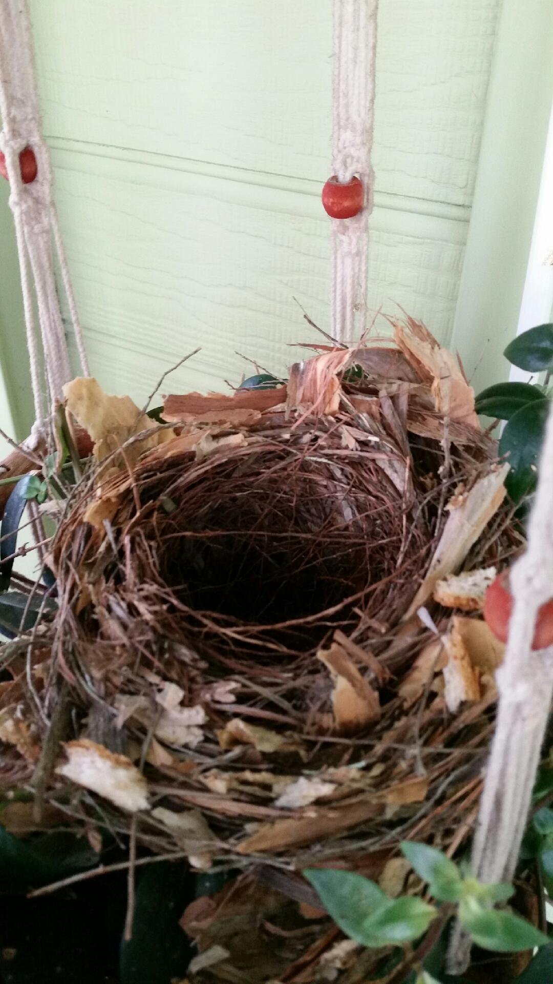 Nest builder ID ? | BIRDS in BACKYARDS