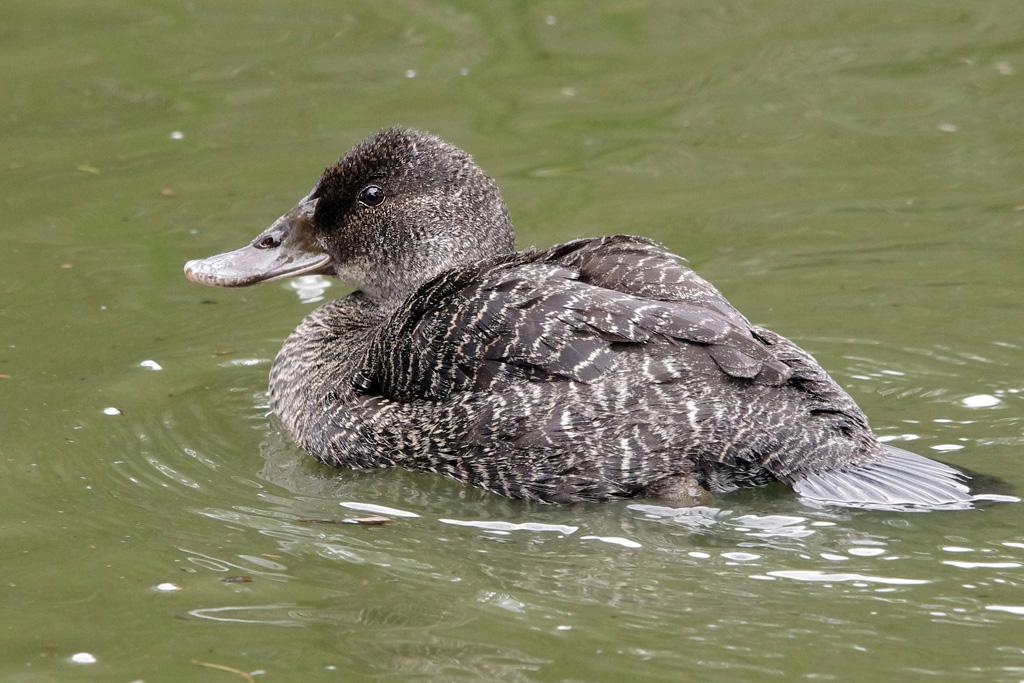 Freckled Duck ????? | BIRDS in BACKYARDS