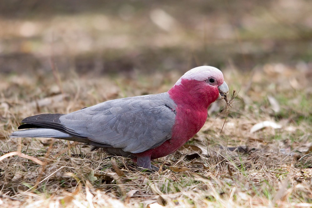 Galah | BIRDS in BACKYARDS