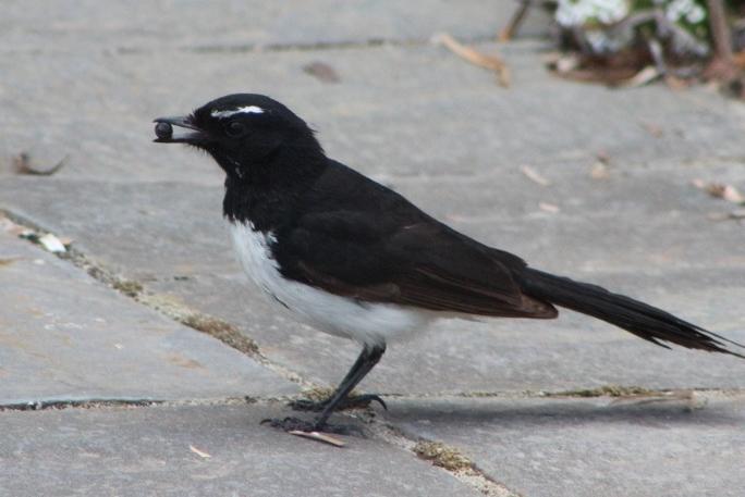 Wagtails | BIRDS in BACKYARDS