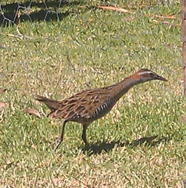 Ground Dweller | BIRDS In BACKYARDS