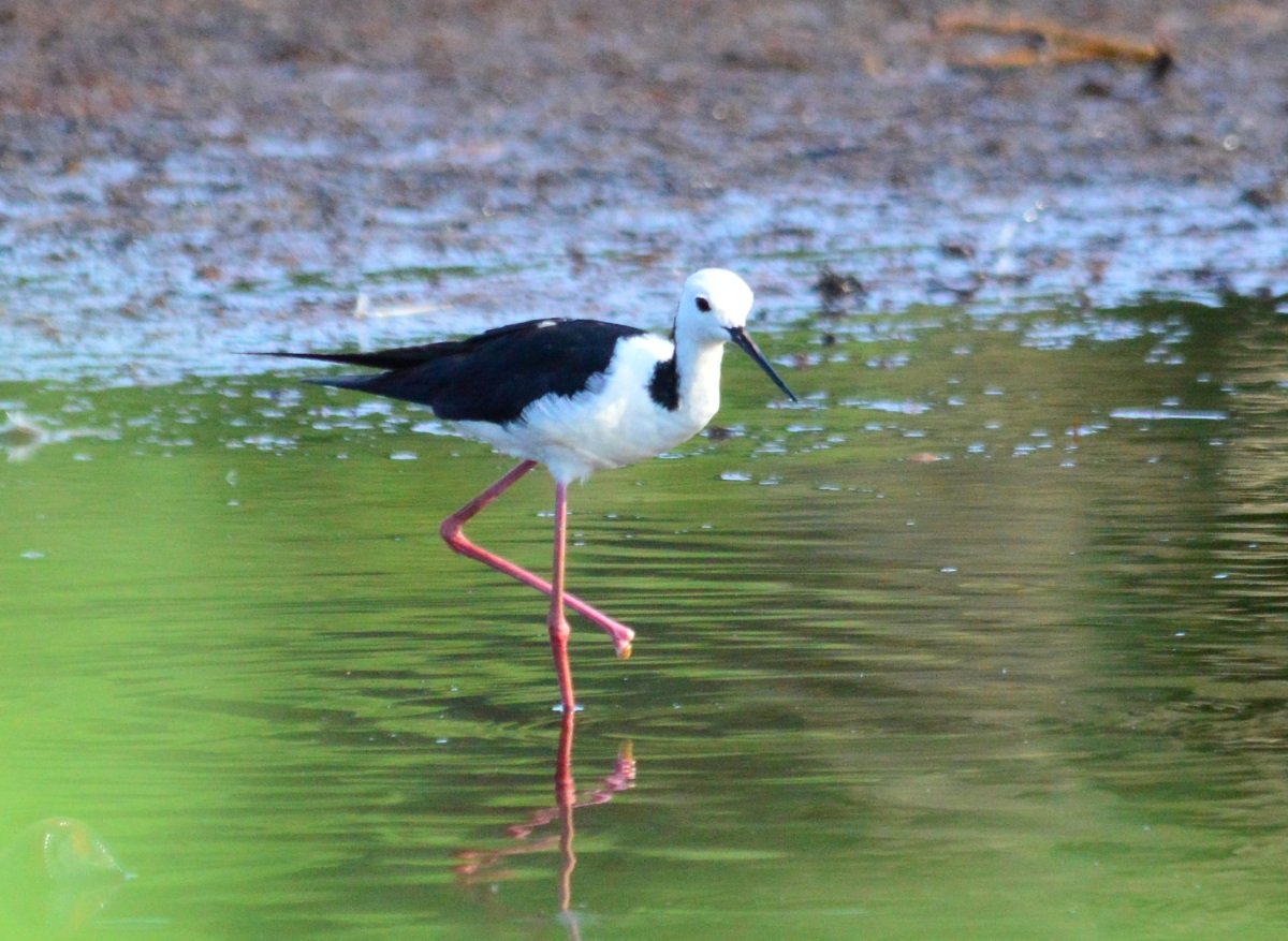 Eagleby wetlands after the storm | BIRDS in BACKYARDS