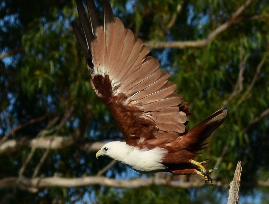 photo male brahminy kite