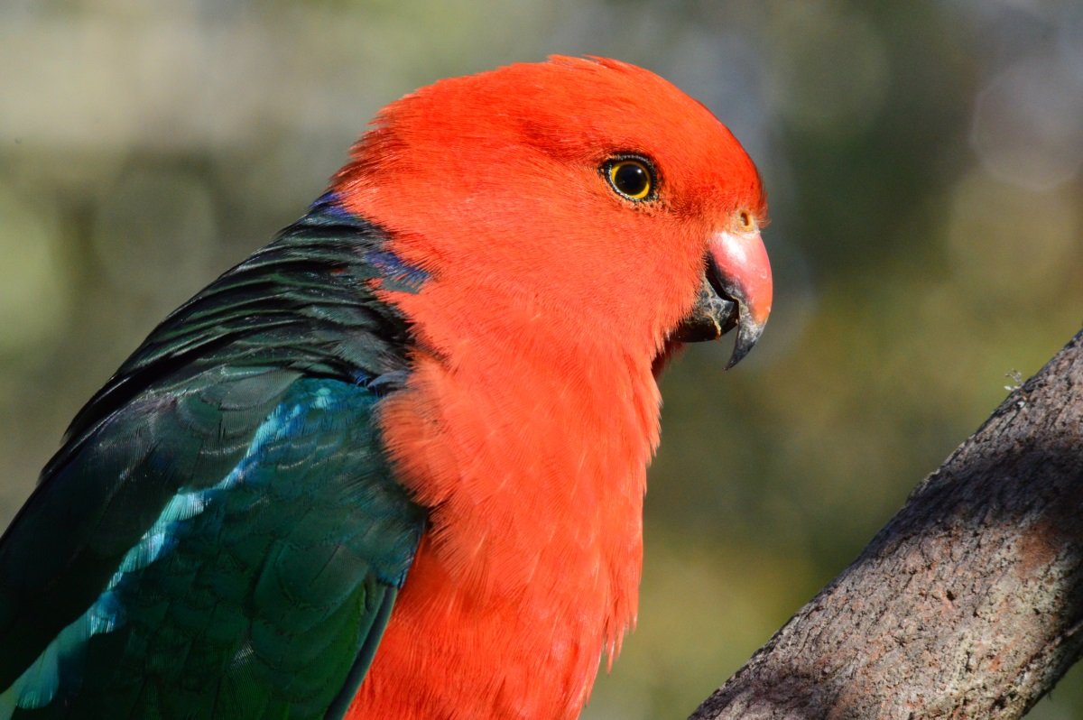 Selection from Queen Mary Falls | BIRDS in BACKYARDS