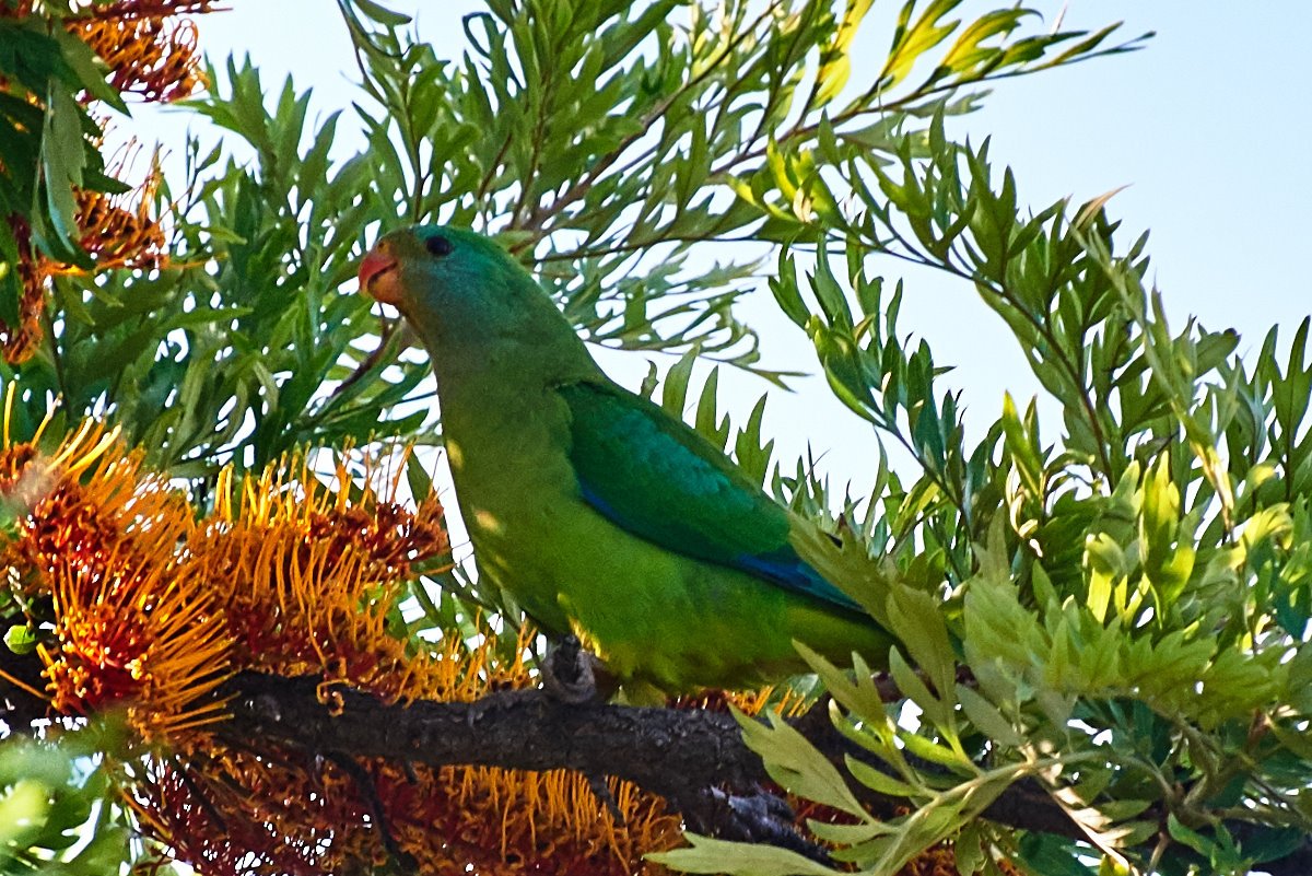 Green parrot ID? | BIRDS in BACKYARDS