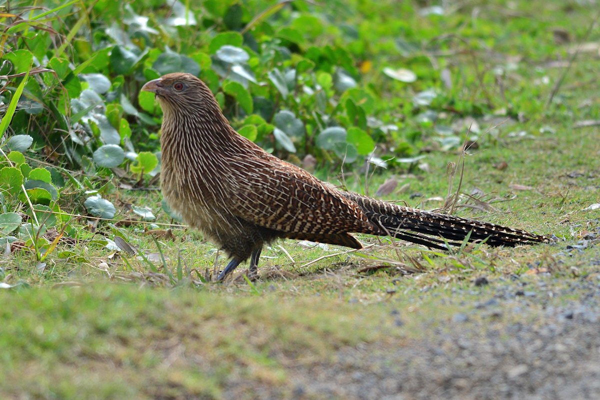 mixed-bag-from-mid-north-coast-nsw-birds-in-backyards