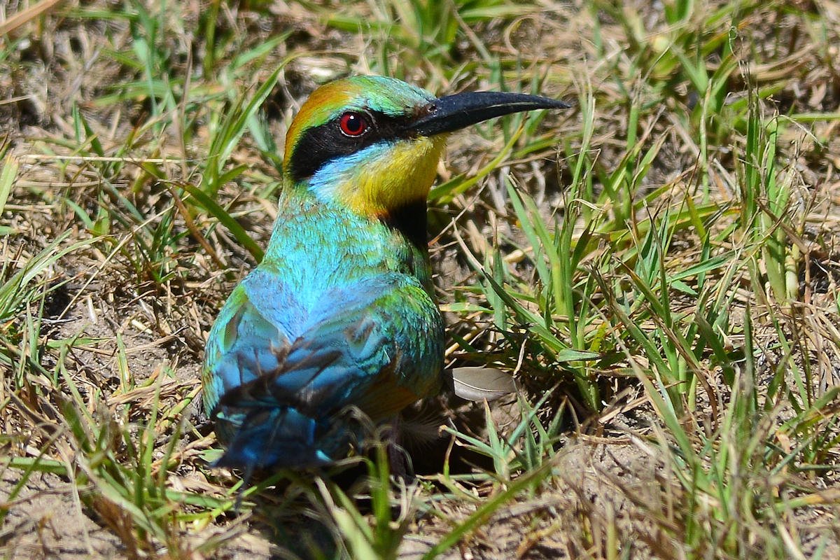 Rainbow Bee Eaters On Mid North Coast Nsw Birds In Backyards 3215