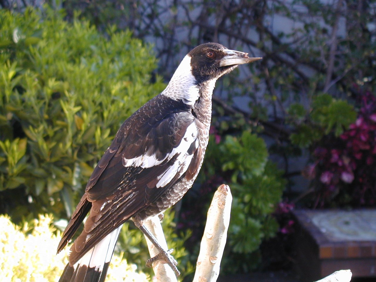 feeding magpies mince