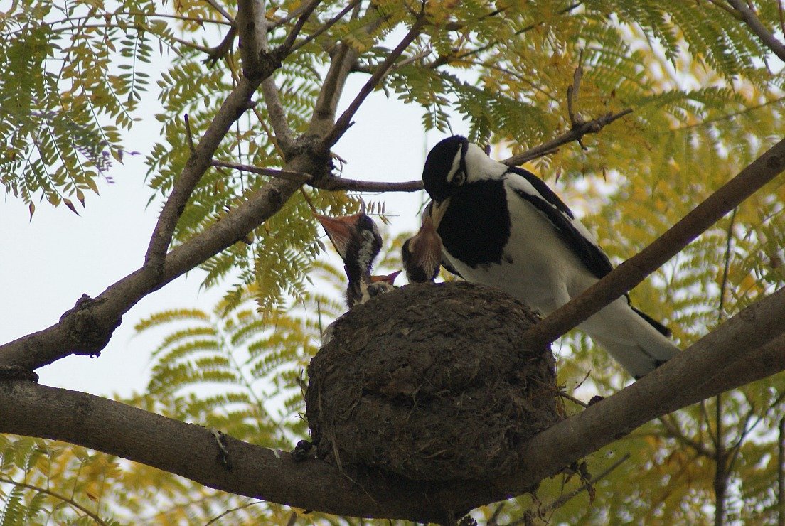 Magpie-lark chicks! | BIRDS in BACKYARDS