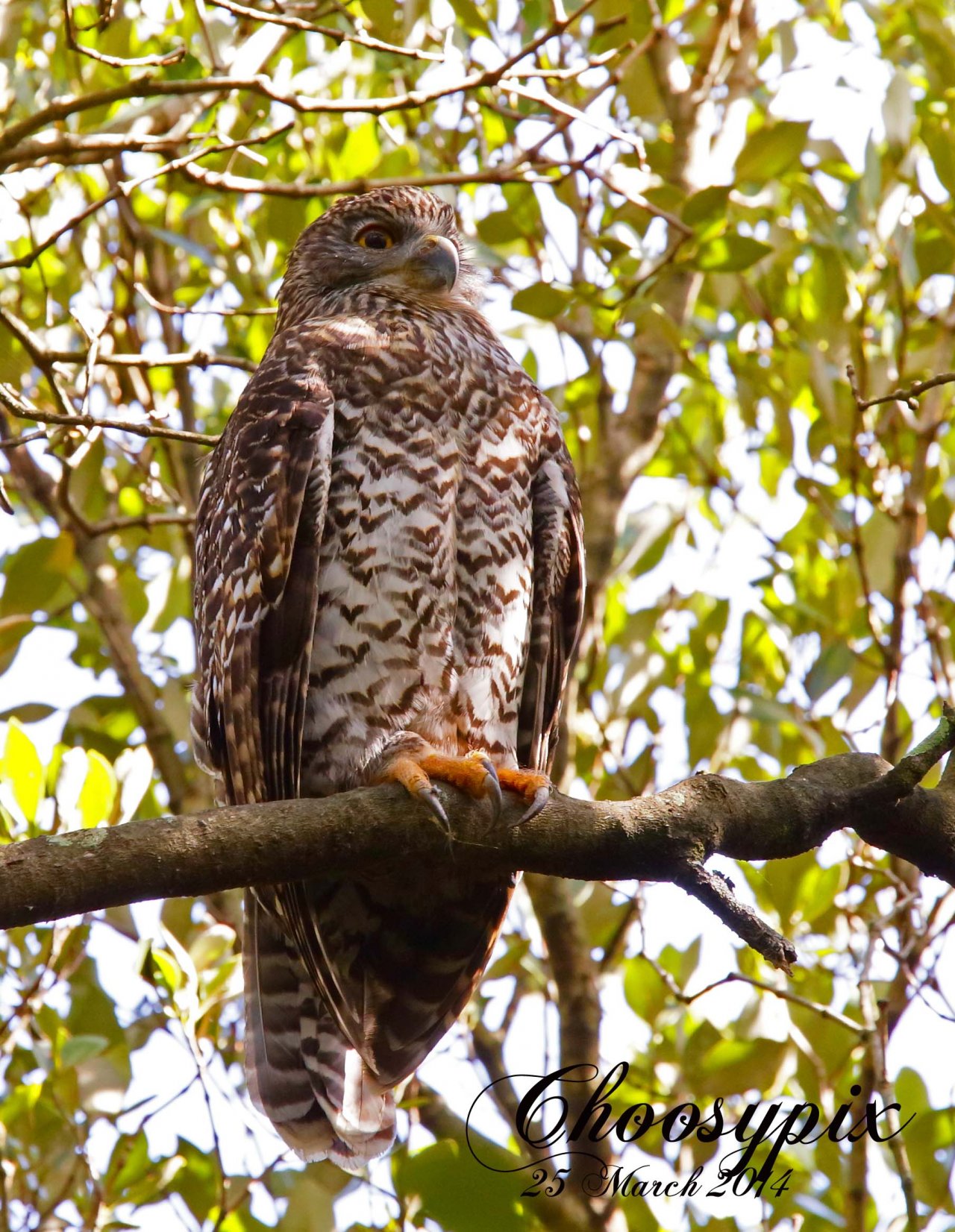 Powerful Owl family...rediscovered! | BIRDS in BACKYARDS