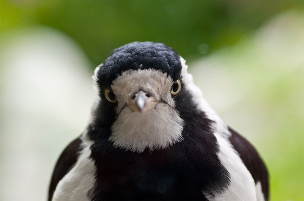 murray magpie diet