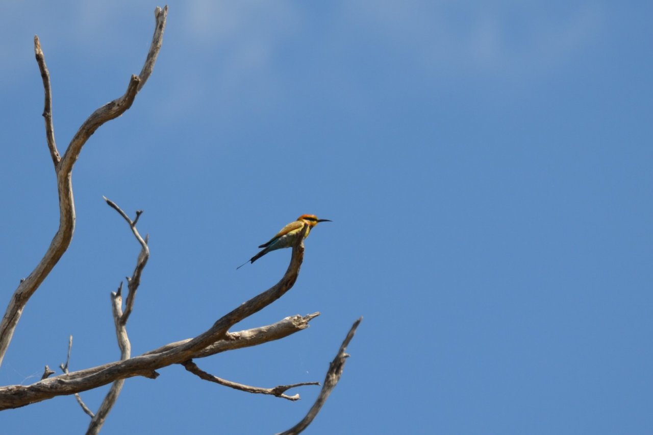 Peel area hike | BIRDS in BACKYARDS