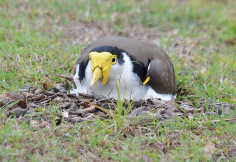 plover bird eggs