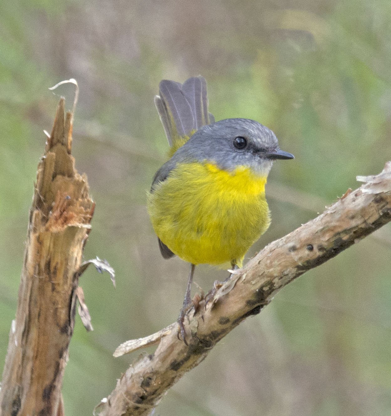 Great Otway NP | BIRDS in BACKYARDS