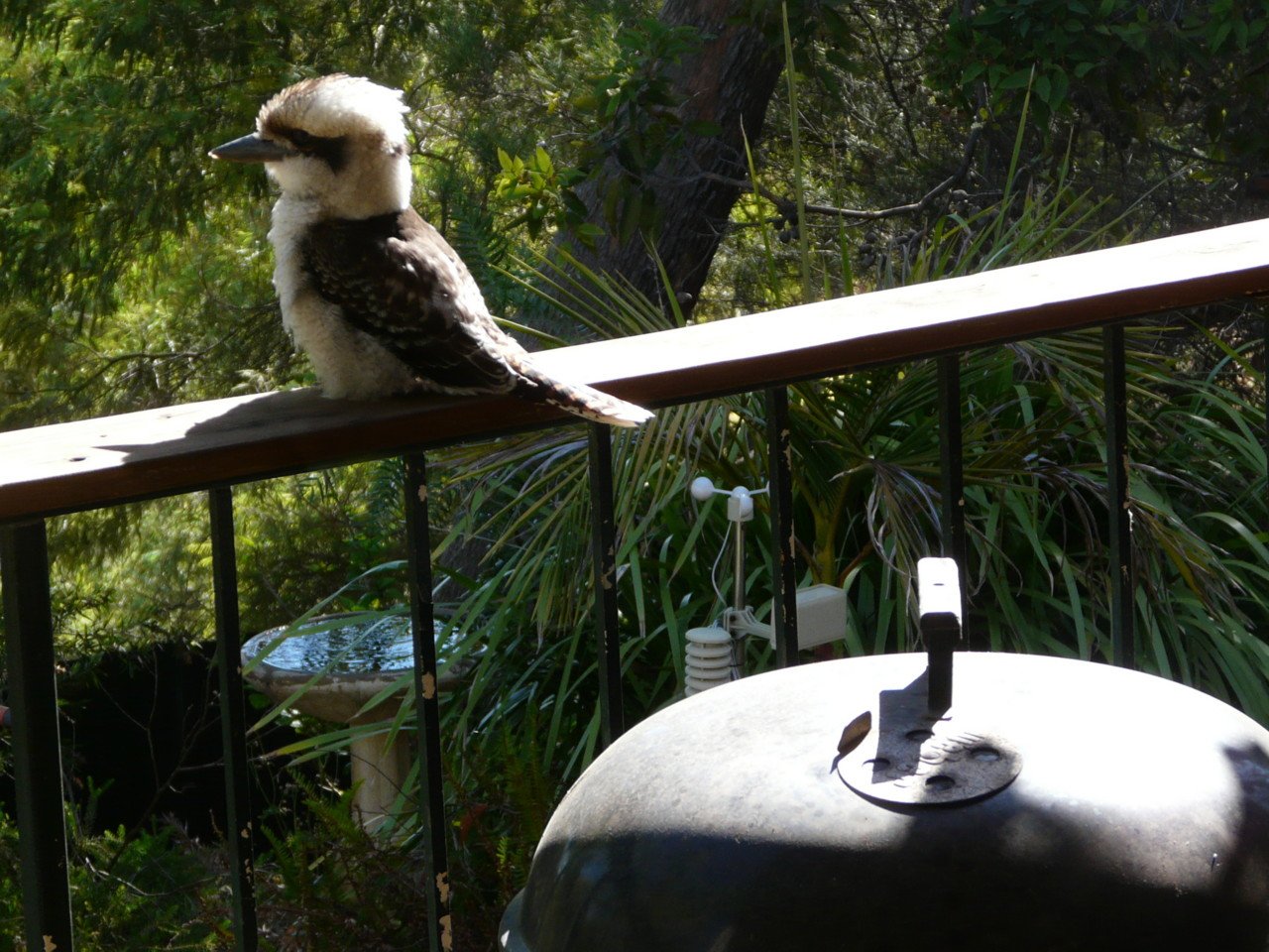 Kookaburras | BIRDS In BACKYARDS