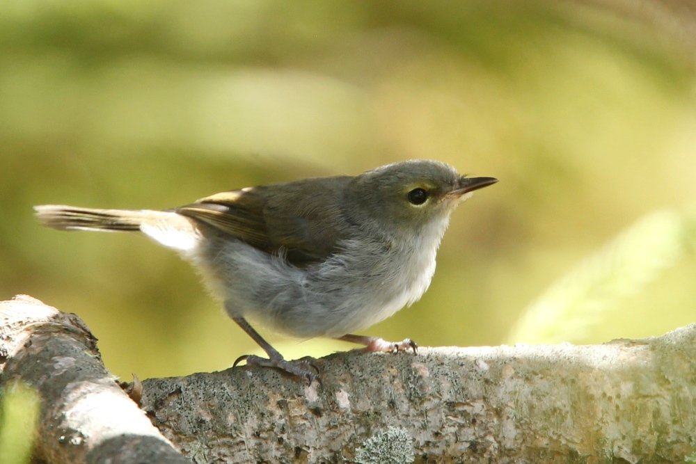 Norfolk Island | BIRDS in BACKYARDS