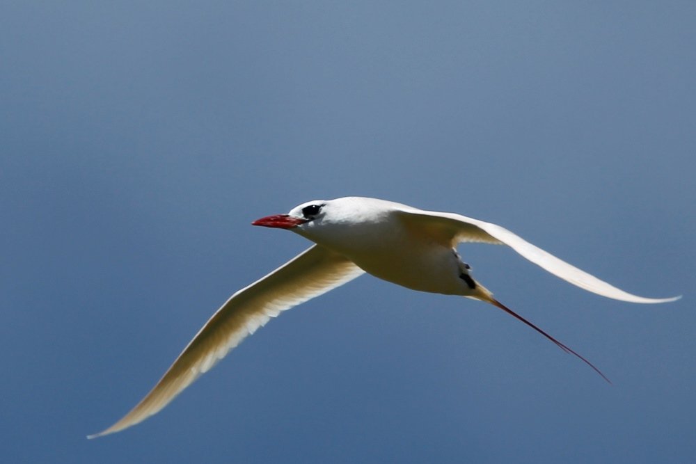 Norfolk Island | BIRDS in BACKYARDS